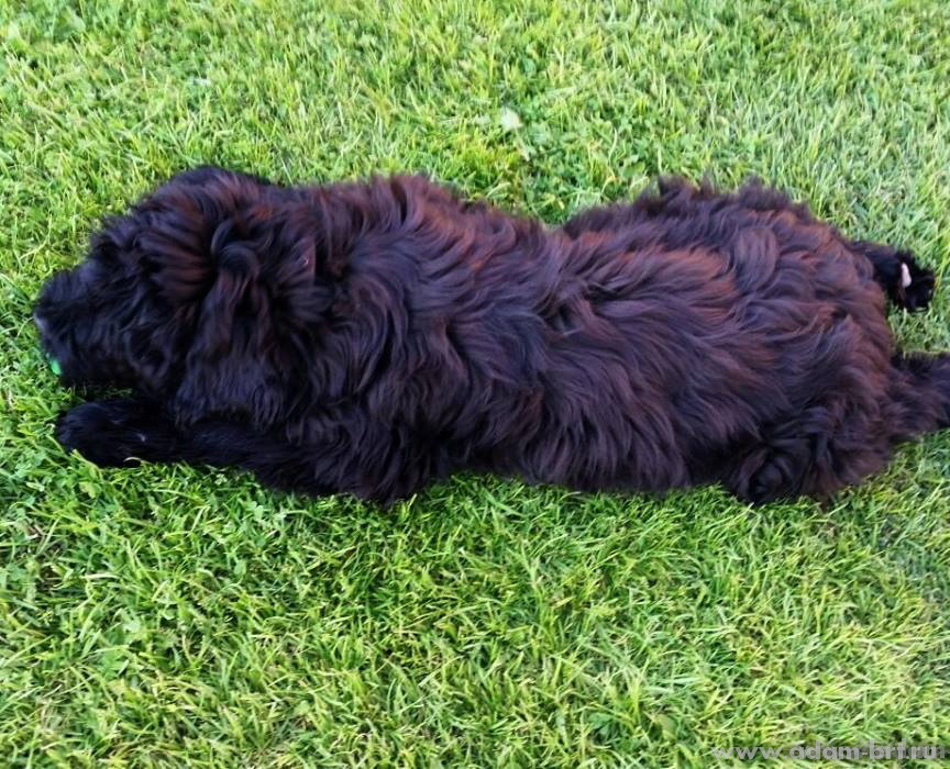 Adam Racy Style ILARIA