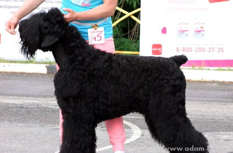 Adam Racy Style INFINITY