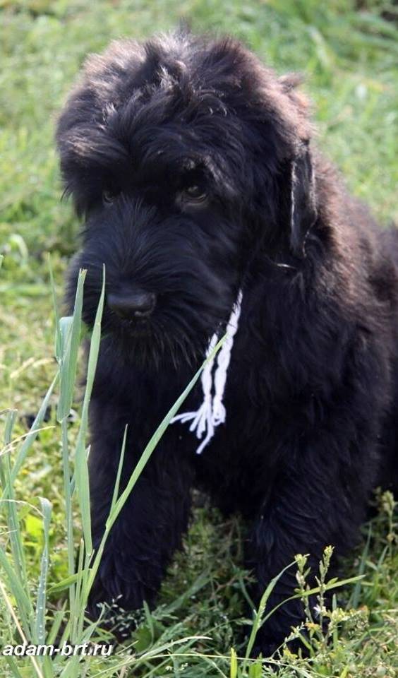 Adam Racy Style KASSIOPEYA