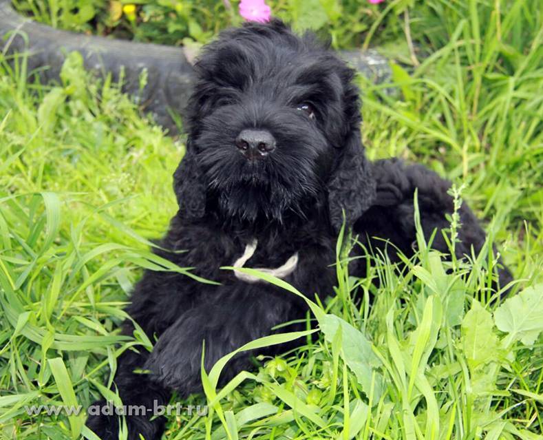 Adam Racy Style KASSIOPEYA