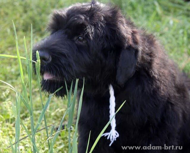 Adam Racy Style KASSIOPEYA