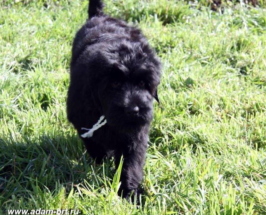 Adam Racy Style KASSIOPEYA