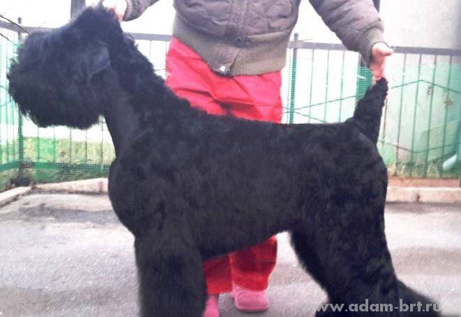 Adam Racy Style KATARINA