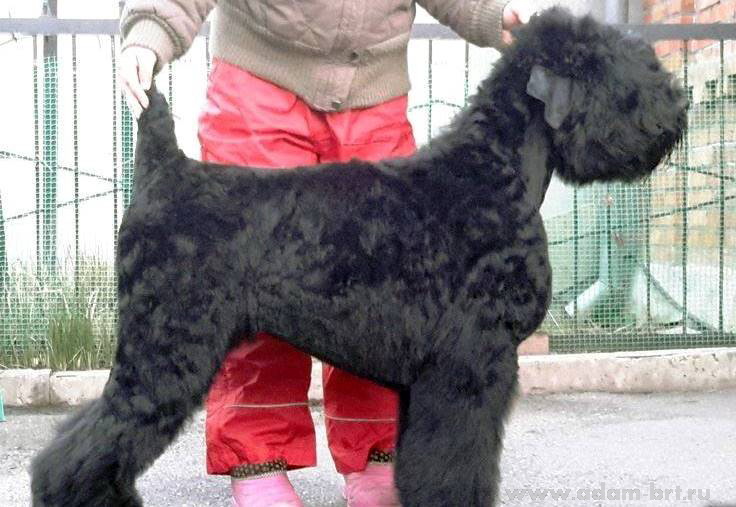 Adam Racy Style KATARINA