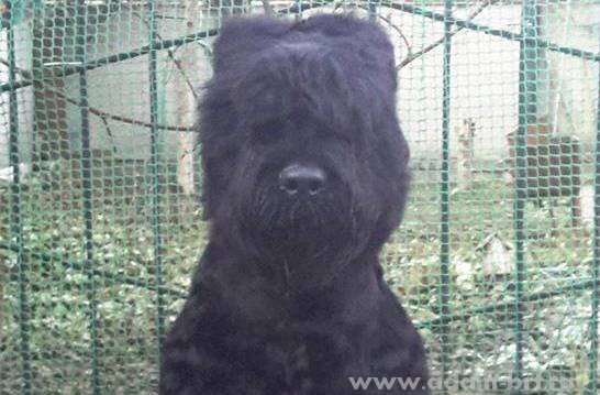 Adam Racy Style KATARINA