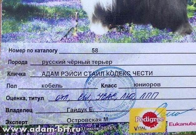 Adam Racy Style KODEKS CHESTI