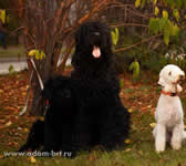 Adam Racy Style KODEKS CHESTI and his team