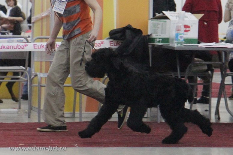 Adam Racy Style LIBERA