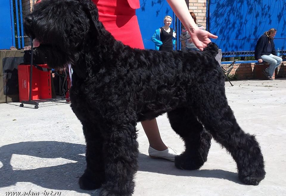 Adam Racy Style LUBOSLAVA