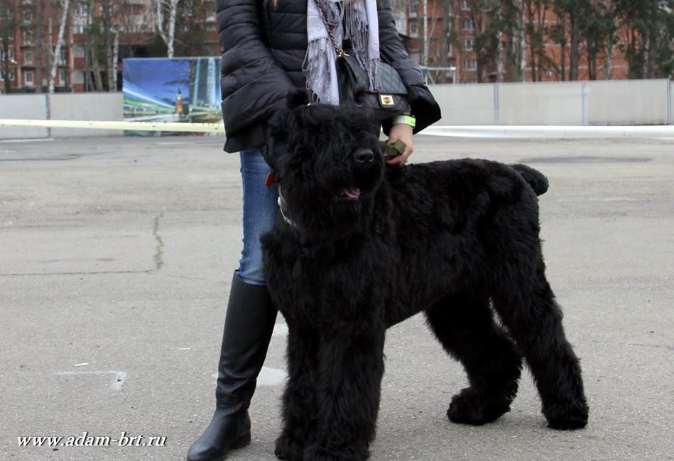 Adam Racy Style MAKAR