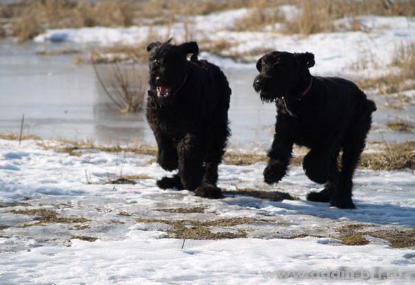 Adam Racy Style NIKOL and NIKITA