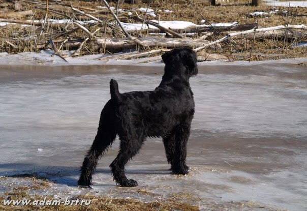 Adam Racy Style NIKOL and NIKITA