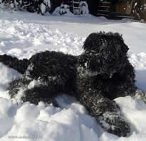 Adam Racy Style NIREY