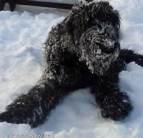 Adam Racy Style NIREY