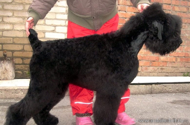 Adam Racy Style ODYSSEUS in five months old