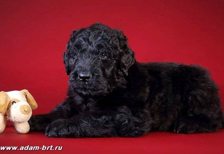 Adam Racy Style ODYSSEUS in two months old