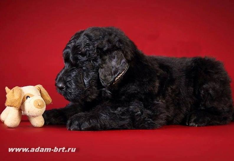 Adam Racy Style ODYSSEUS in two months old