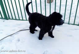 Adam Racy Style PALMIRA