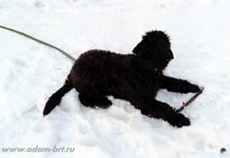 Adam Racy Style PALMIRA