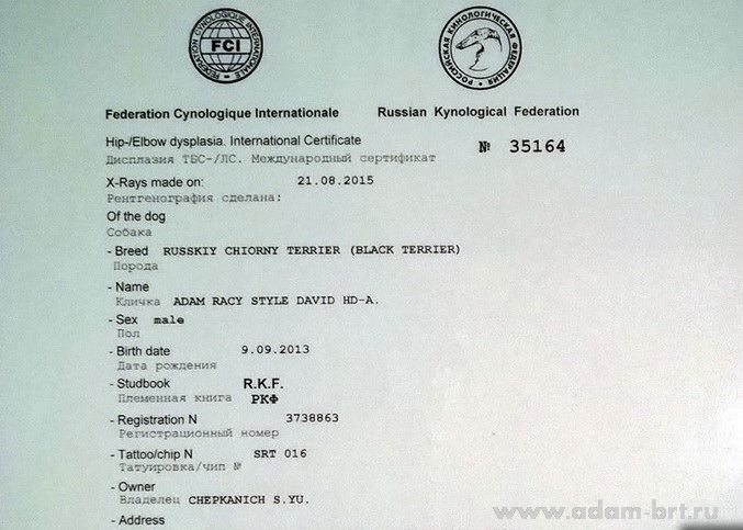 Adam Racy Style DAVID