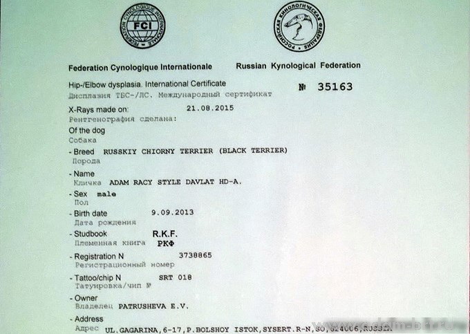 Adam Racy Style DAVLAT