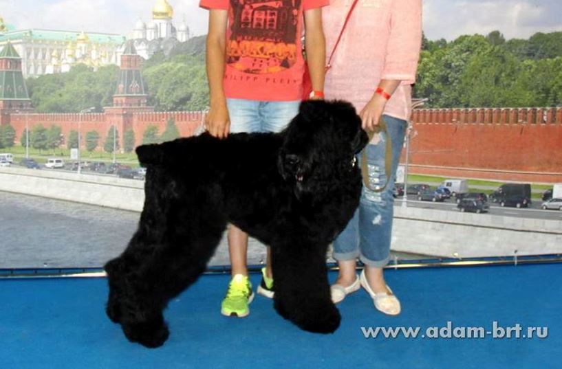 ADAM RACY STYLE RICHARD, 6 MONTHS IS VICE PUPPY WORLD HOPE!!!