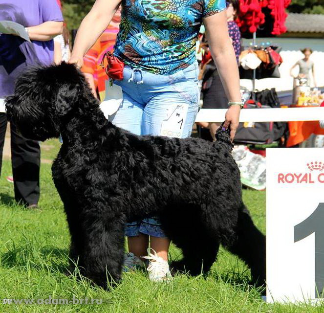 Adam Racy Style RICHARD