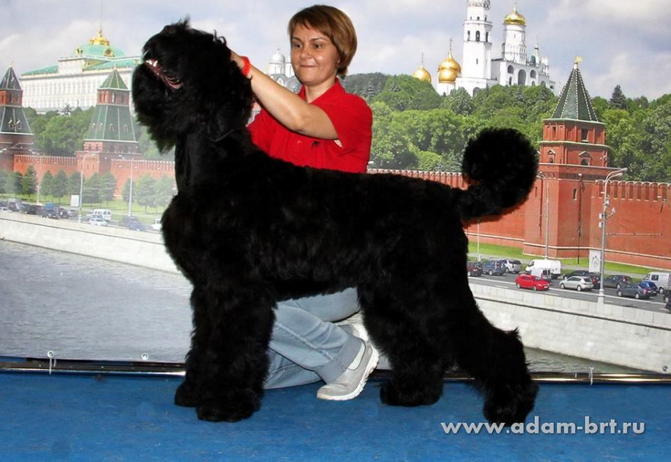 ADAM RACY STYLE ROSSIYA VELIKAYA, 6 MONTHS IS VICE PUPPY WORLD HOPE!!!