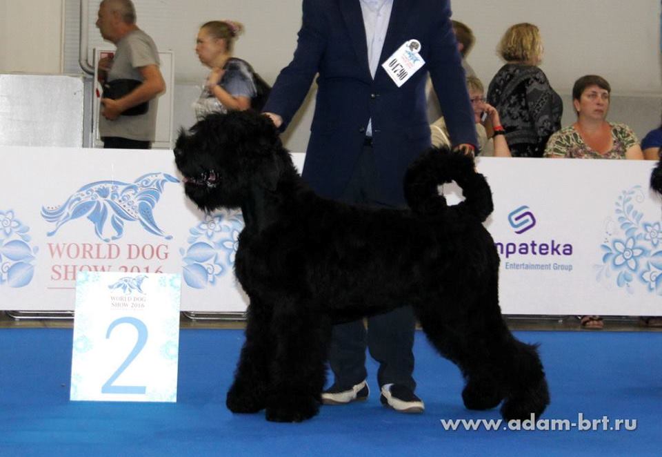 ADAM RACY STYLE ROSSIYA VELIKAYA, 6 MONTHS IS VICE PUPPY WORLD HOPE!!!