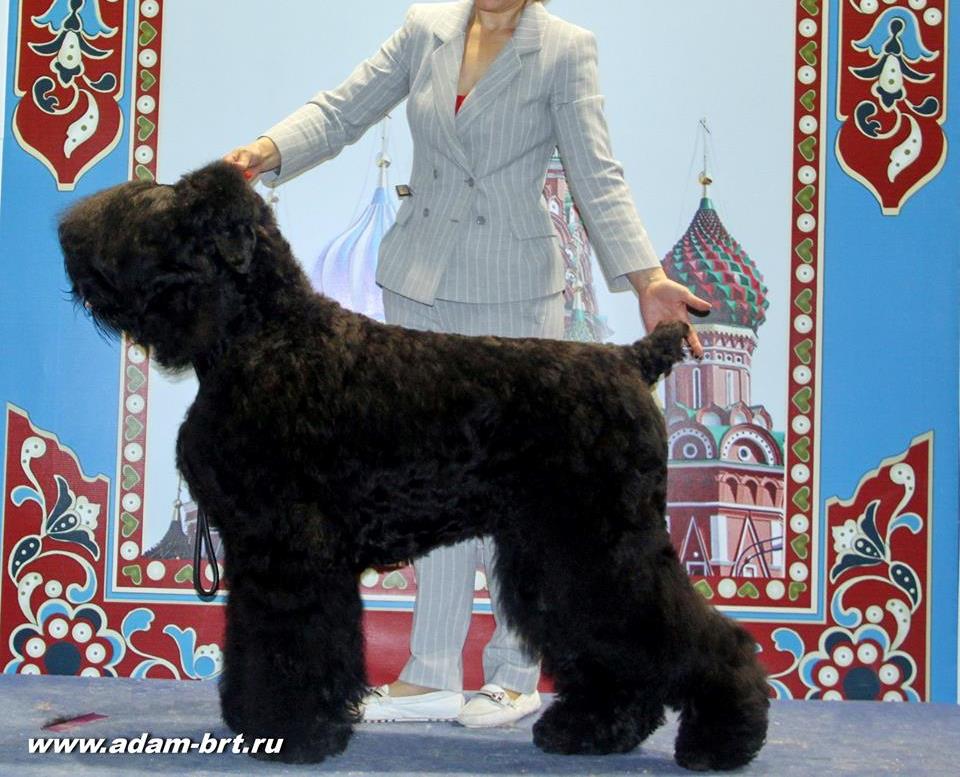 Adam Racy Style DAVID