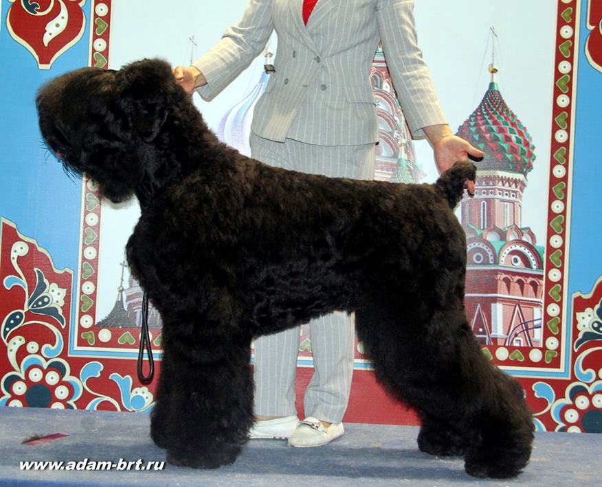 Adam Racy Style DAVID