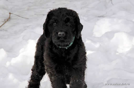 Adam Racy Style RUSSKIY RYCAR