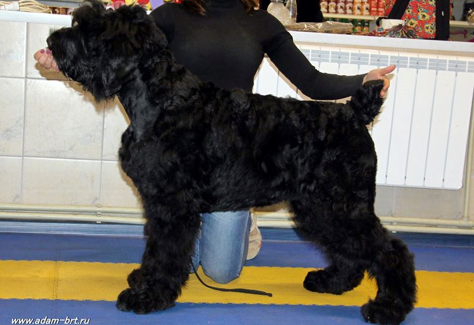 Adam Racy Style RYCAR SVETA