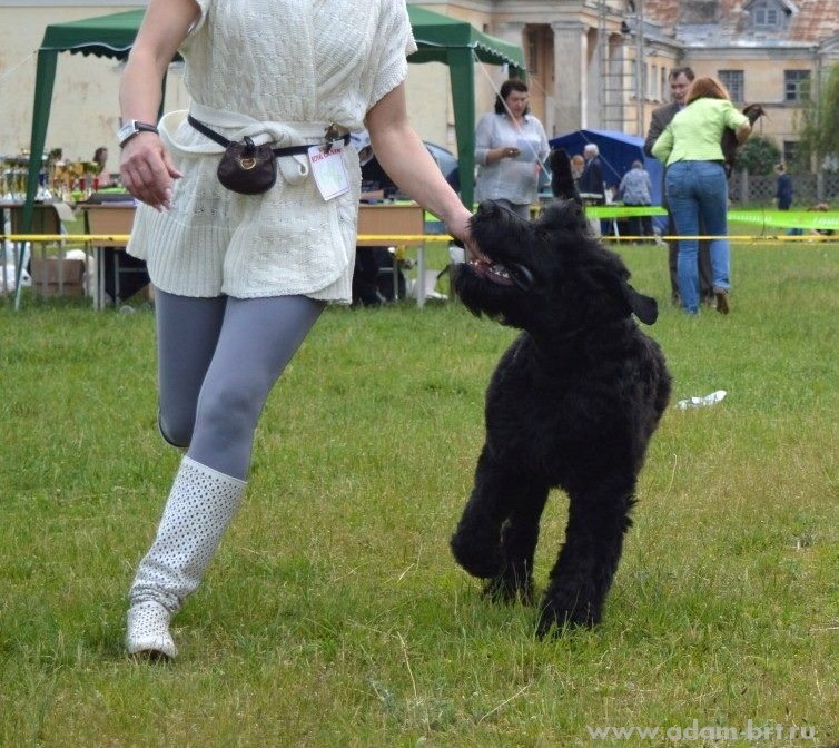 Adam Racy Style SOLARIS