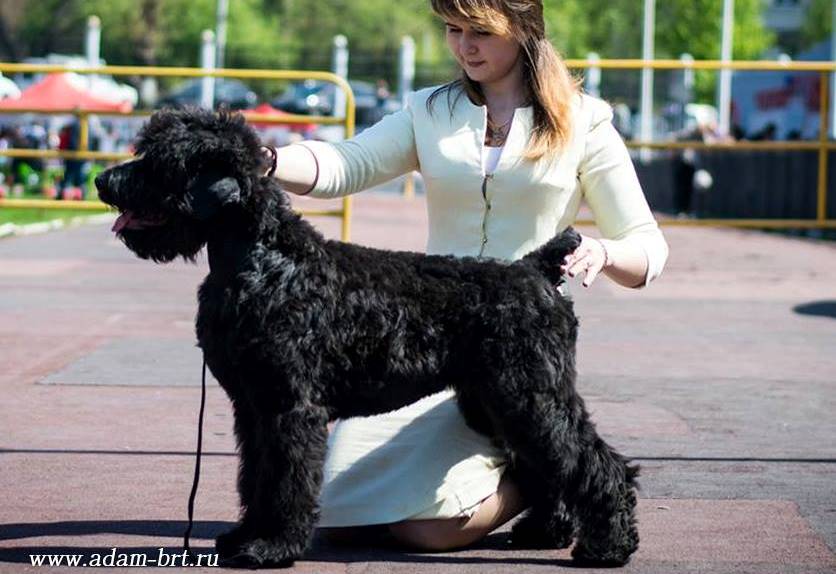 Adam Racy Style STEFANIA