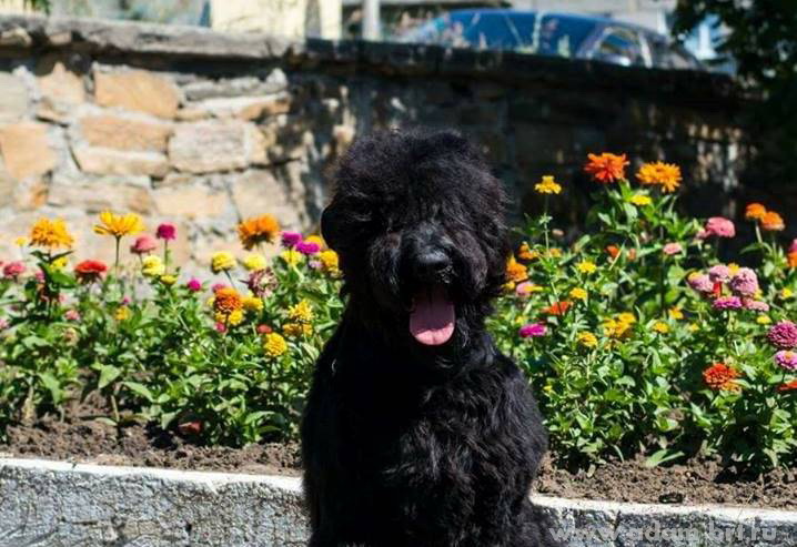 Adam Racy Style STEFANIA