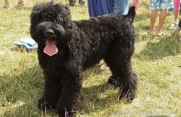 Adam Racy Style SVYATOSLAV