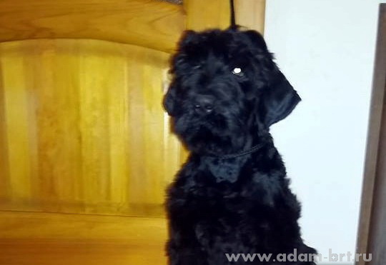 Adam Racy Style SVYATOSLAV