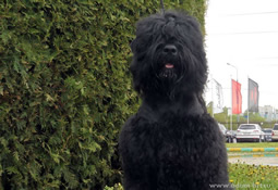 ULYANA SPRAVEDLIVAYA