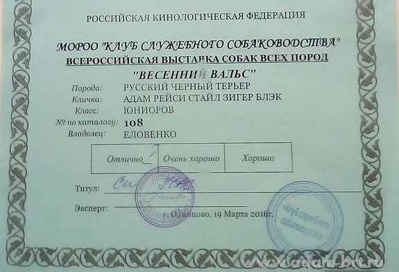 Adam Racy Style ZIGER BLACK