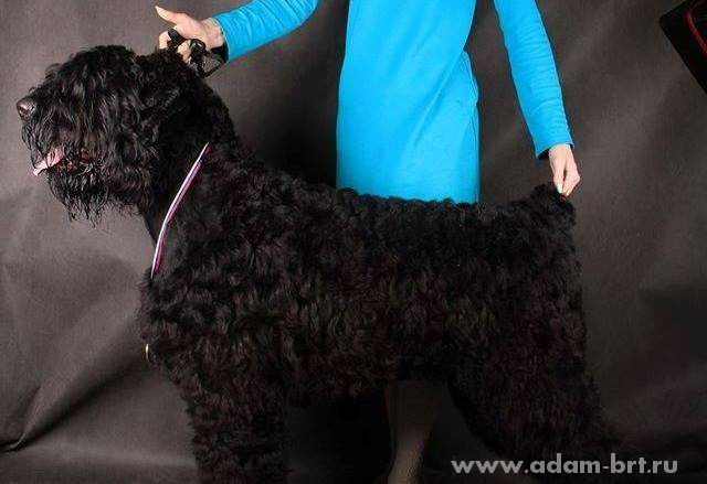 Adam Racy Style ZIGER BLACK