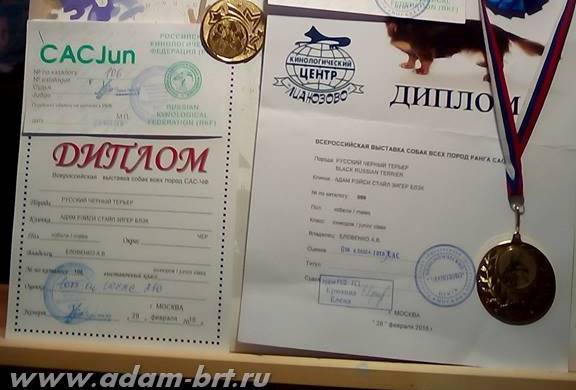 Adam Racy Style ZIGER BLACK