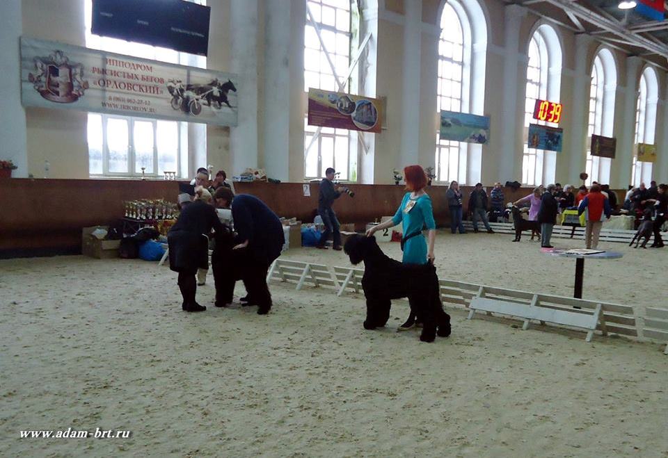 Adam Racy Style ZIGER BLACK