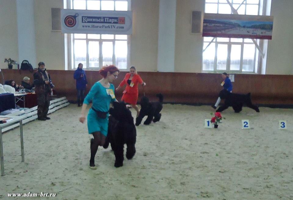 Adam Racy Style ZIGER BLACK