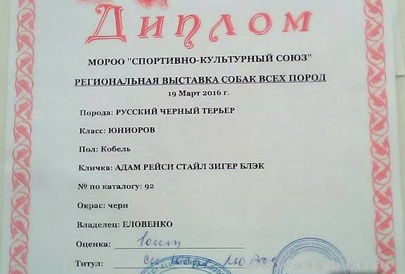 Adam Racy Style ZIGER BLACK