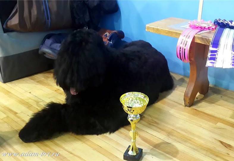 Adam Racy Styl ZLATOSLAV