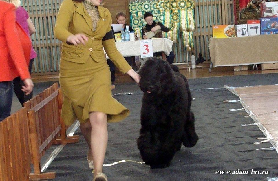 Adam Racy Style ZLATOSLAV