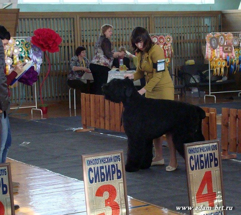 Adam Racy Style ZLATOSLAV