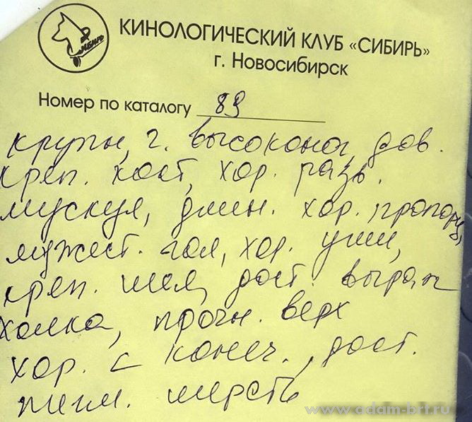 Adam Racy Style ZLATOSLAV