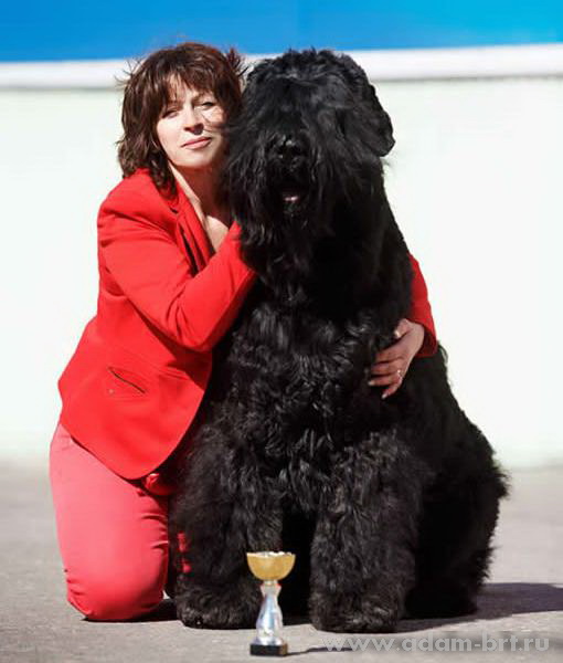 Adam Racy Style APOLLON